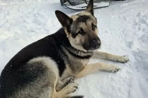 Пропал собака, улица Волжский берег, Саратов - восточно-еврейская овчарка - photo