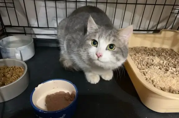 Найденные животные Казань, фото: Найден кот, улица Академика Лаврентьева, Казань - не кастрированный