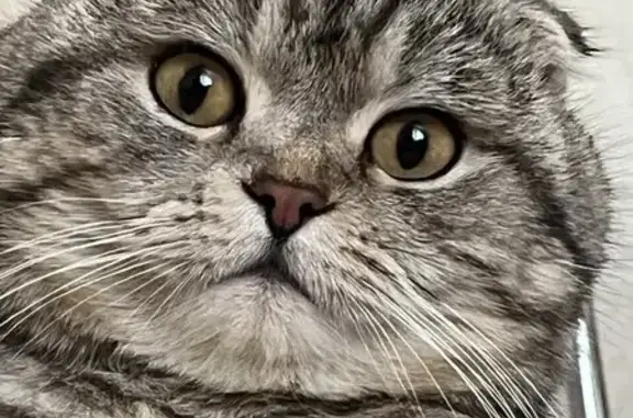 Пропал кот, улица Бортмехаников, 11, Самара - photo