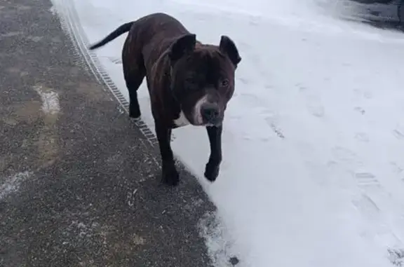 Найденные животные Михайловск, фото: Найден собака, улица Юрия Яковлева, Михайловск - чёрный с зелёнцой, с поводком