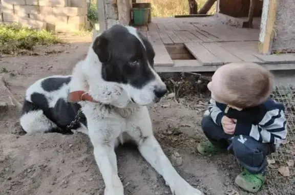 Пропала собака, мужской, 35, Ерёмино, Ерёмино - Добрыня, купированный хвост и уши - photo