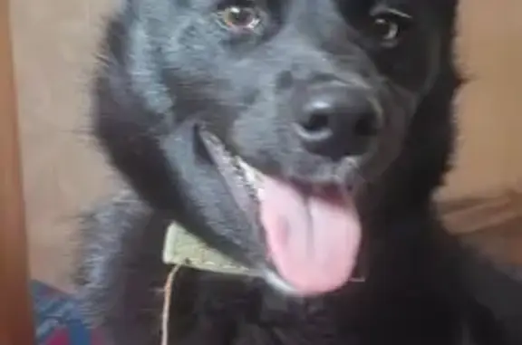 Найден собака, улица Пушкина, 25А, Томск - щенок русской европейской лайки - photo