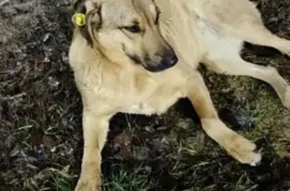 Пропала собака, улица Рахимова, 25, Казань - светлый окрас, откликается на Лолу - photo