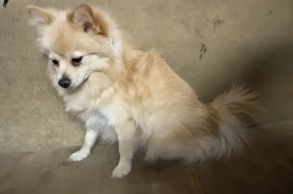 Найдена собака, Петровский, фото: Найдена собака, Одоевское шоссе, Петровский - рыжий шпиц, ласковый и добродушный