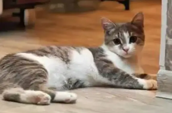 Пропал кот, Коммунистическая улица, Стерлитамак - пугливый, серо-белый окрас - photo