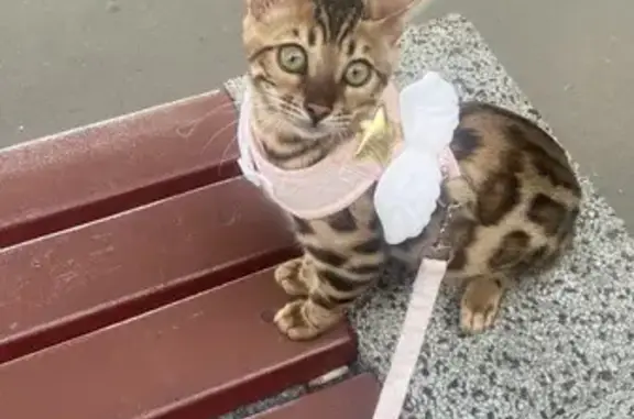 Пропала кошка, улица Сафонова, 3, Североморск - бенгальская порода - photo