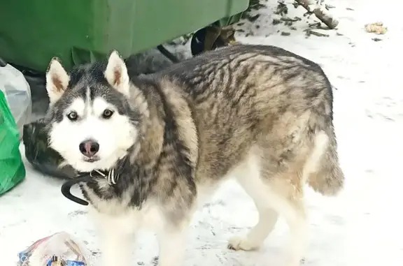 Найдена собака, Кемерово, фото: Найдена собака, проспект Химиков, 23А, Кемерово - вероятно кобель