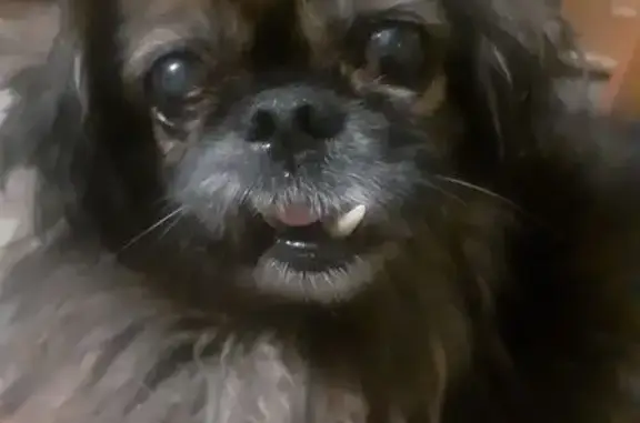 Пропал собака, улица Ершова, городской округ Ишим - пекинес с красной шлейкой - photo