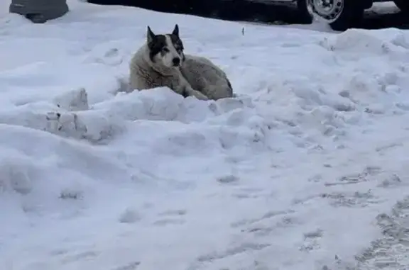 Найдена собака, Никулинский проезд, Москва - бело-чёрная с ошейником и адресником - photo