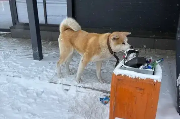 Найденные животные Горно-Алтайск, фото: Найден собака, мужской, улица Петра Сухова, 12/1, Горно-Алтайск