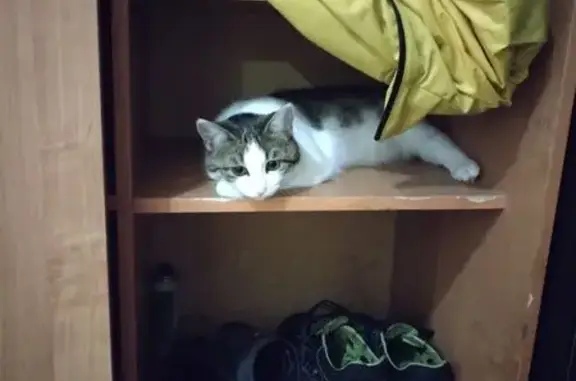 Пропала кошка, улица Пушкина, 68, Волжский - photo