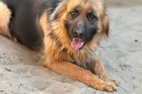 Пропала собака, Энгельс, Саратовская область - рыжая с чёрным, убежала из дома - photo