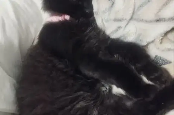 Пропала кошка, Большая Советская улица, 37/2, Кингисепп - пушистая, чёрная, в розовом ошейнике - photo