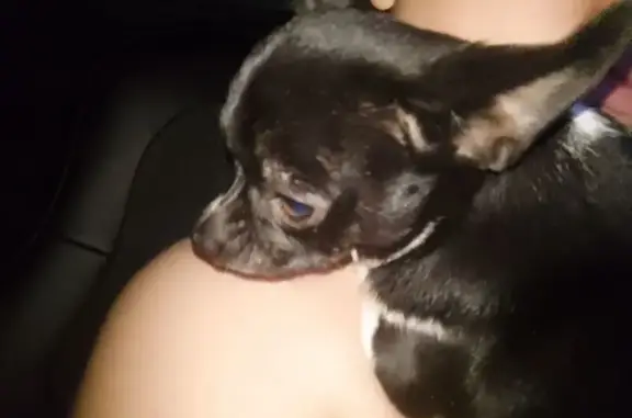 Пропал собака, Колхозная улица, 125, Марьянская - пятнышко в виде логотипа Найк - photo