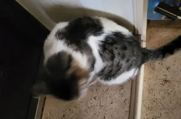 Найденные животные Воронеж, фото: Найдена кошка, Березовская улица, 28, Воронеж - пятнистая с горчичными глазками