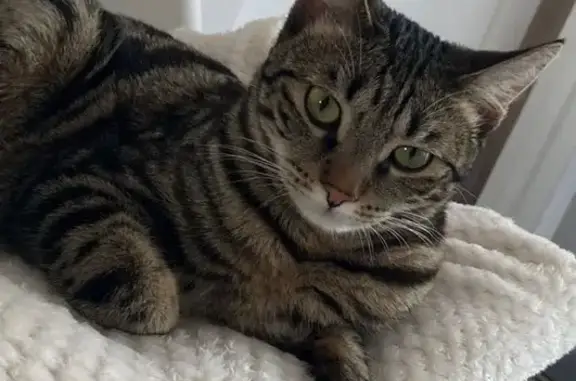 Кошки потеряшки, Хабаровск, фото: Потеряшка кот, улица Флегонтова, 14А, Хабаровск - худой и пугливый