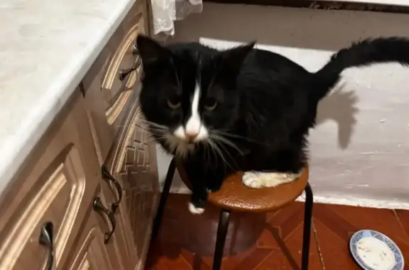 Найдена кошка, Зайцево, фото: Найдена кошка, 70К-041, Зайцево - голубой ошейник