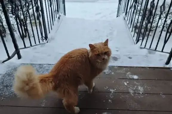 Найдена кошка, Рощино, фото: Найдена кошка, Учебная улица, 7, Рощино - рыжий окрас, на вид 1-2 года