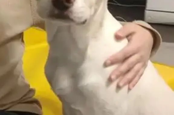 Найденные животные Тюмень, фото: Найдена собака, проезд Геологоразведчиков, Тюмень - белый окрас