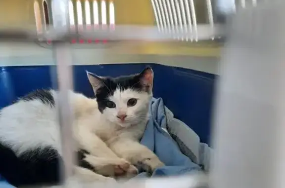 Найдена кошка, Тула, фото: Найдена кошка, улица Максима Горького, 22, Тула - чёрно-белый котёнок