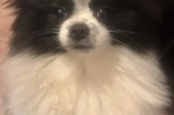 Пропала собака, Базарная улица, 7, Ярославль - бело-чёрный мини шпиц - photo