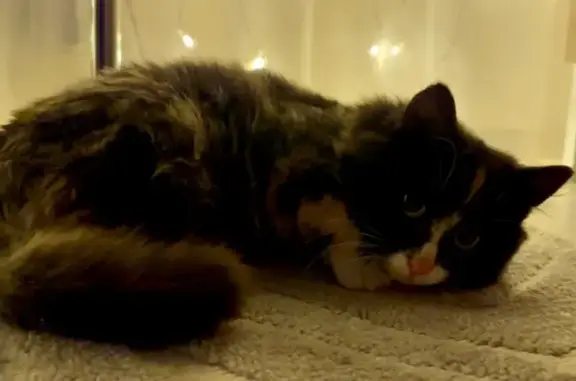 Найдена кошка, Калининград, фото: Найдена кошка, Малая Лесная улица, Калининград - ласковая и тактильная