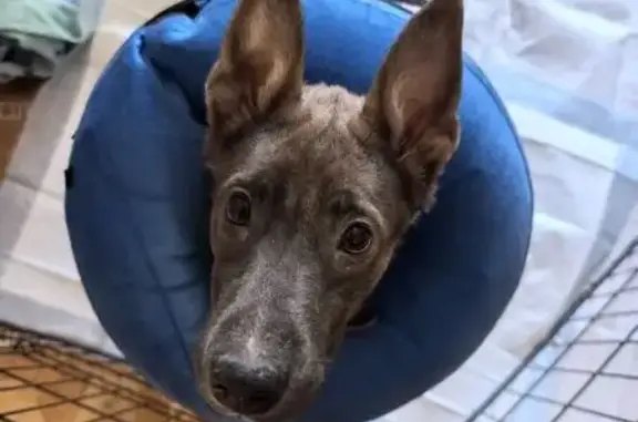 Найденные животные Мирный, фото: Найдена собака, девочка, улица Тихонова, 29/2, Мирный - покусан хвост