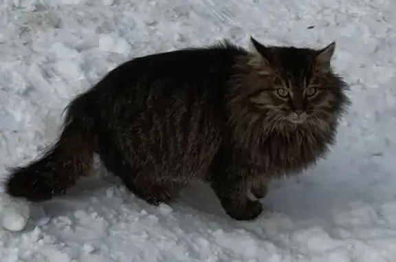 Найдена кошка, Йошкар-Ола, фото: Найдена кошка, Красноармейская улица, 94, Йошкар-Ола - смелый подросток