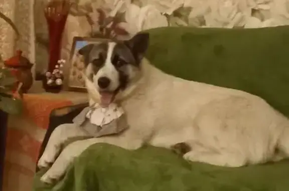 Пропала собака, улица 30 лет Победы, городской округ Нягань - общительная девочка - photo