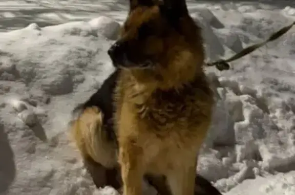 Собаки потеряшки, Ляхово, фото: Потеряшка собака, Ляхово, Нижегородская область - добрый и пожилой