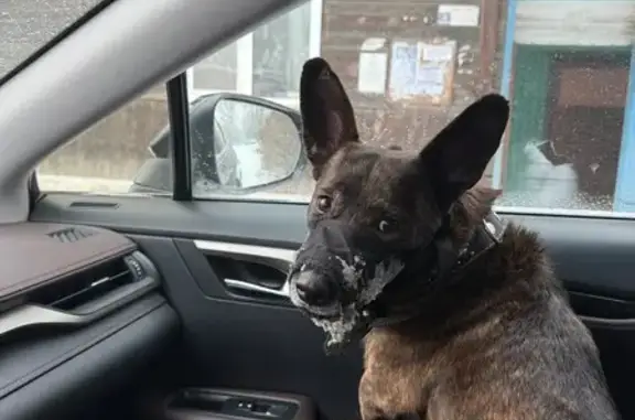 Объявления о пропавших и найденных животных, Абакан, фото: Найдена собака, улица Ивана Ярыгина, 24, Абакан - в наморднике и ошейнике
