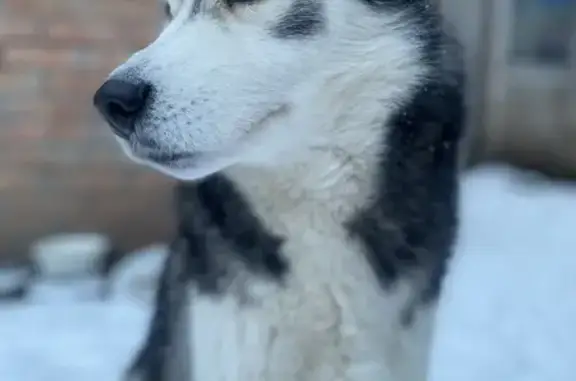 Пропал собака, мужской, улица Ерёменко, 57, Ростов-на-Дону - photo