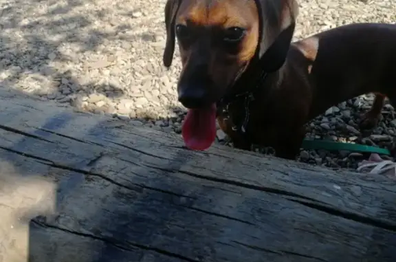 Пропала собака, Новоульяновск - коричневая такса, стерилизованная - photo