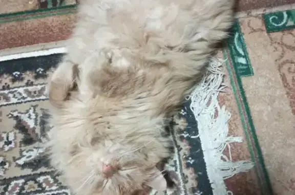 Пропал кот, Жасминовая улица, 20, Череповец - рыжий, зовут Рыжик - photo