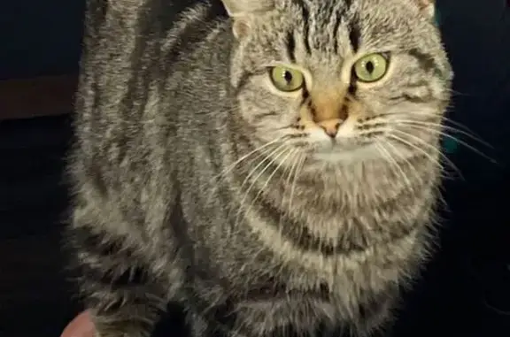 Найдена кошка, женский пол, улица Ишкова, 148, Михайловск - очень ласковая - photo