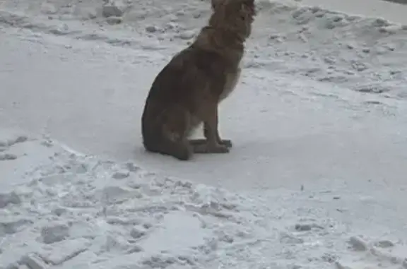 Найдена собака, Красноярск, фото: Найдена собака, женский пол, Свободный проспект, 49, Красноярск