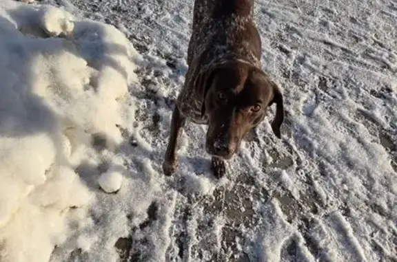Найдена собака, Новое Девяткино, фото: Найден собака, Лесная улица, Новое Девяткино