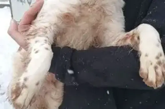 Найдена собака, Самарское, фото: Найден собака, улица Карла Маркса, 98, Самарское - кобель спаниеля