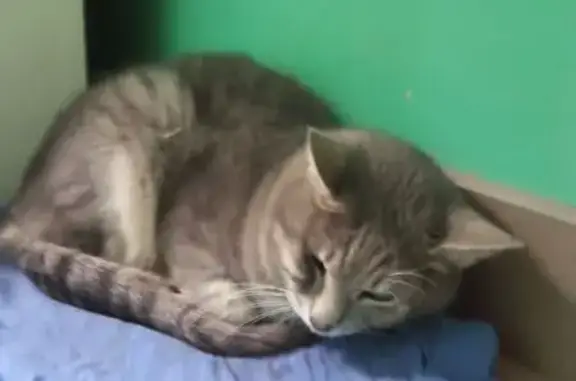 Найденные животные Краснодар, фото: Найдена кошка, Старокубанская улица, 117, Краснодар - очень напугана