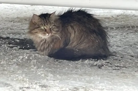 Найденные животные Петрозаводск, фото: Найдена кошка, улица Чкалова, 49А, Петрозаводск