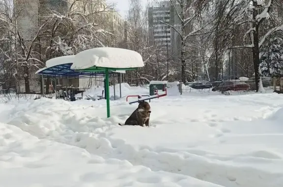 Найдена собака, Владимир, фото: Найдена собака, улица Соколова-Соколёнка, Владимир - в ошейнике