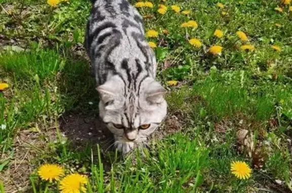 Пропал кот, Заводская улица, Горячеводский - шотландский вискас, небольшой размер - photo