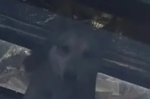 Пропала собака, Якутск, Республика Саха (Якутия) - лайка светло-серая с ошейником - photo