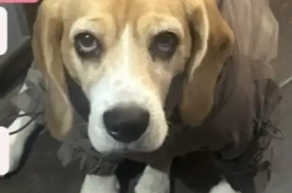 Пропала собака, девочка, Агрономический переулок, Ростов-на-Дону - Бренди, рыже-черно-белый окрас - photo