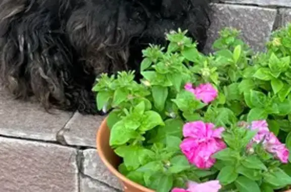 Пропала собака, Бирск - средний рост, черный окрас - photo