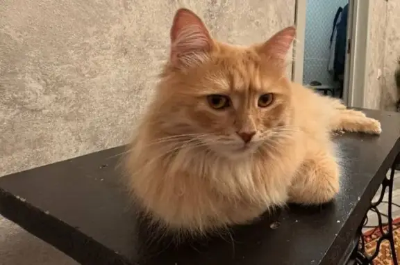 Объявления о пропавших и найденных животных, Москва, фото: Пропал кот, улица Молдагуловой, 32, Москва - рыжий, крупный, похож на мейн куна