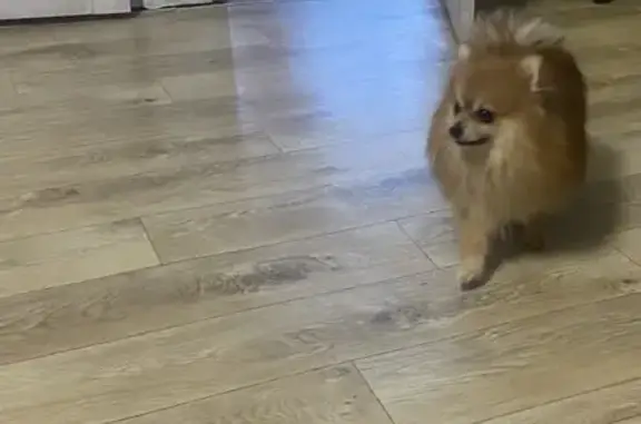 Найдена собака, Баташи, фото: Найден собака, розовый ошейник со стразами, Баташи, Кировская область