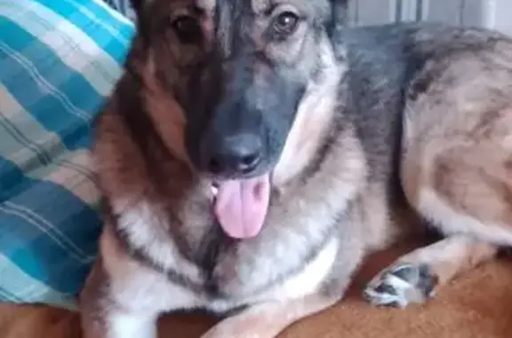 Пропала собака, улица 11-й Гвардейской Армии, 4, Новокузнецк - молодой, наполовину овчарка - photo