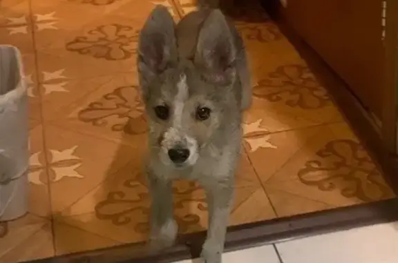 Найдена собака, Чита, фото: Найдена собака, улица Нечаева, 66, Чита - серый окрас, большие уши