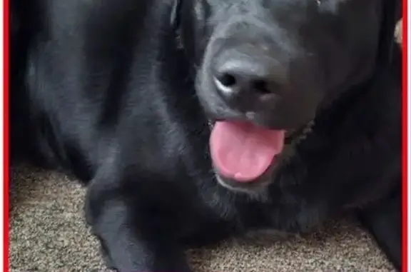 Найденные животные Краснодар, фото: Найден собака, улица Генерала Петрова, Российский, Краснодар - лабрадор чёрного окраса